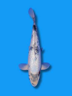 Ginrin Beni Matsukawabake | Koi&Co.